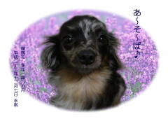 瑠璃花ちゃんのメモリアル写真　ペット葬儀日：２０１０年１２月７日　千葉県よりご依頼